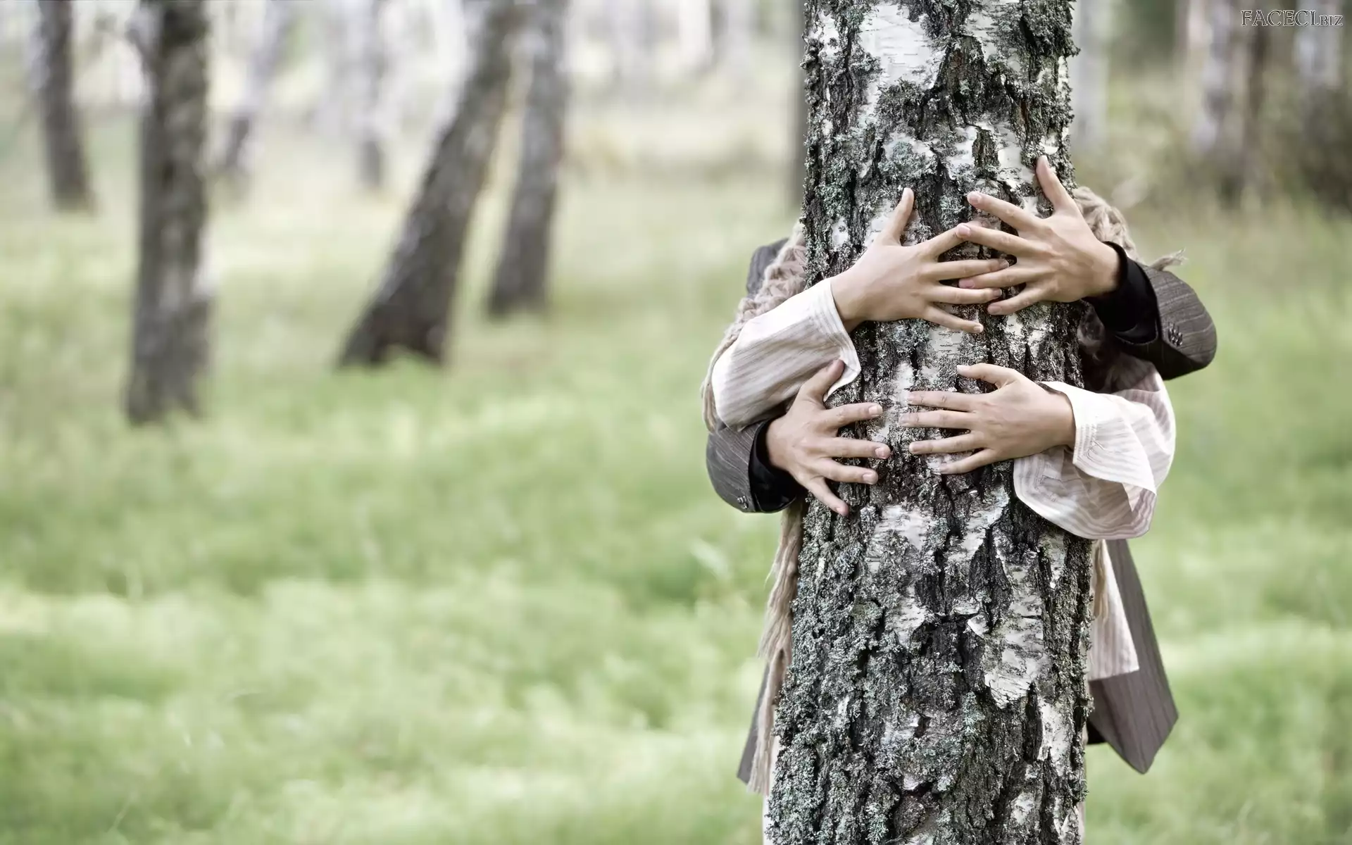 Brzoza, Dłonie, Para, Cztery