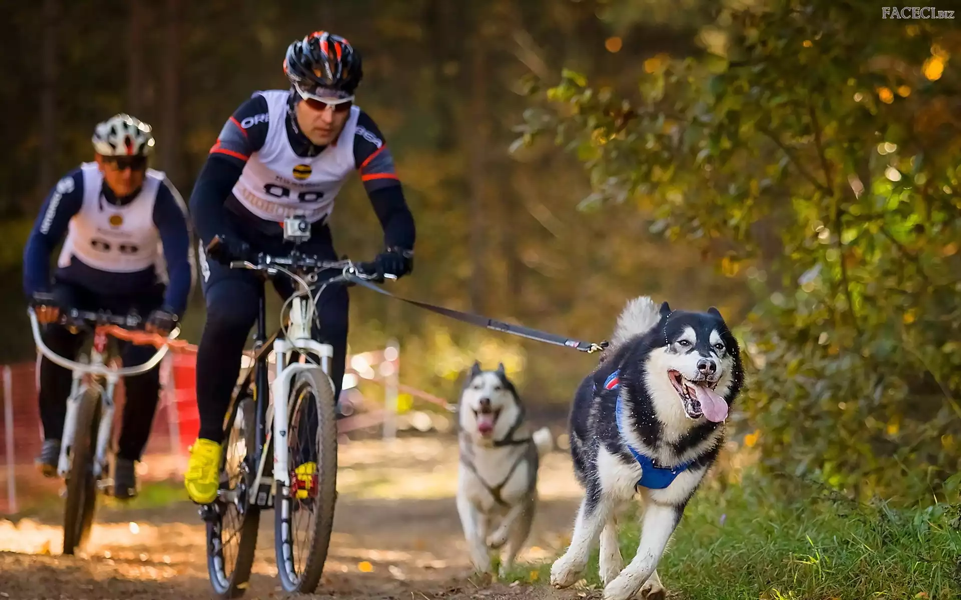 Psy, Las, Rowerzyści, Husky